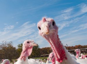 Turkeys, Stuffing and Content Marketing