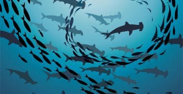silhouette sharks and fish swimming in ocean